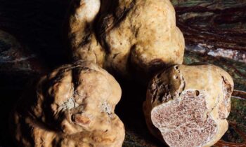Italian White Truffles