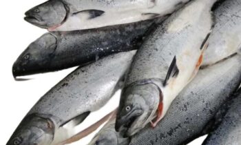 Alaskan Salmon