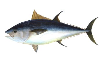 Bluefin Tuna
