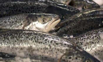 Canadian Salmon