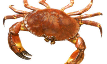 Chilean Dungeness Crab Meat