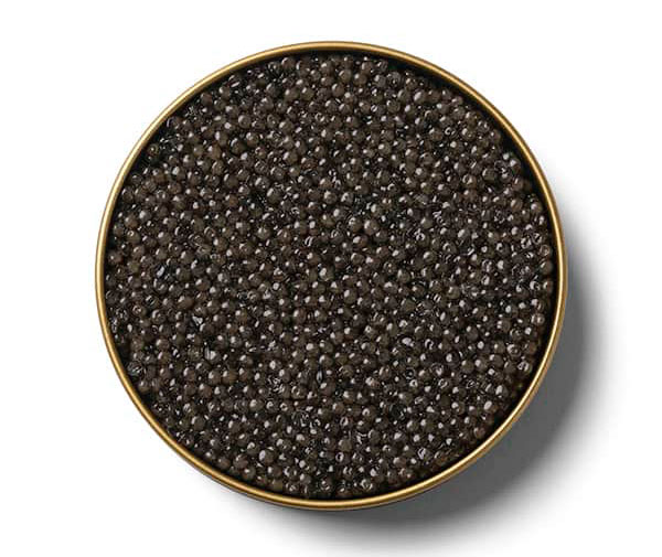 Caviar - Osetra A. Gueldenstaedtii