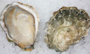 Quilcene Oyster