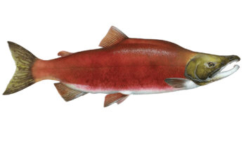 Sockeye Salmon (Benizake)