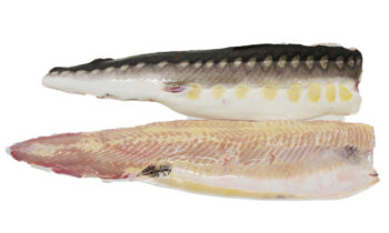 Sturgeon