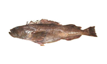 Lingcod or Ling Cod