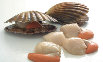 Scallops