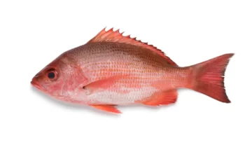 Scarlet Snapper (Lutjanus spp.) (Red Snapper)