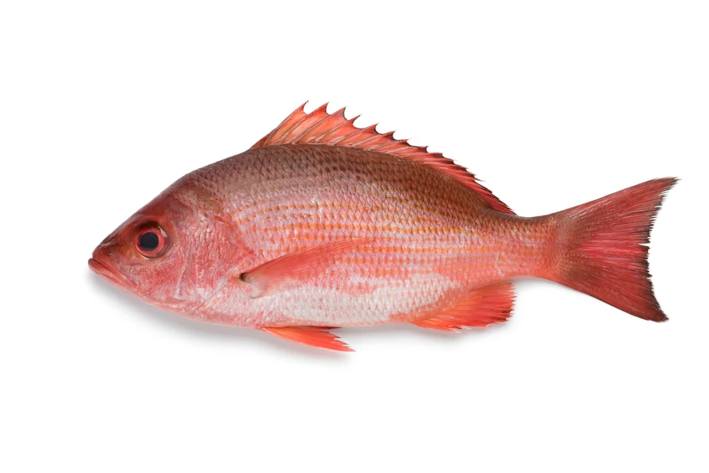 Scarlet Snapper (Lutjanus spp.) (Red Snapper)