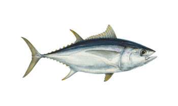 Tuna