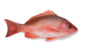Wild Scarlet Snapper - Onaga